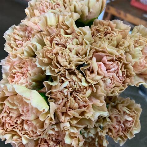 lege marrone carnations florabundance wholesale flowers