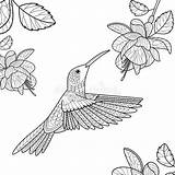 Hummingbird Coloring Adults Book Vector Flower Illustration Preview sketch template