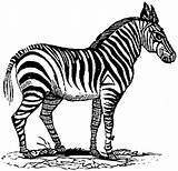 Zebra Coloring Pages Cliparts Animals sketch template