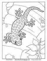 Coloring Gecko Pages Tokay Colouring Lizard Animal Creepers Goanna Book Printable Crawly Drawing Kids Color Snake Realistic Sheets Books Adult sketch template