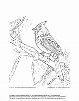 Cardinal Coloring Pages Cardinals Printable Northern Drawing Arizona Bird Red Sparrow Getdrawings Print Line Designlooter Customize Examples Kids Getcolorings Color sketch template