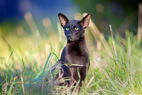 black oriental shorthair facts traits faqs  pictures