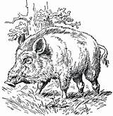 Boar Wild Coloring Hog Clipart Drawing Pages Case Etc Gif Chased Jack Stripes Bad Getdrawings Cliparts Usf Edu Getcolorings Lg sketch template