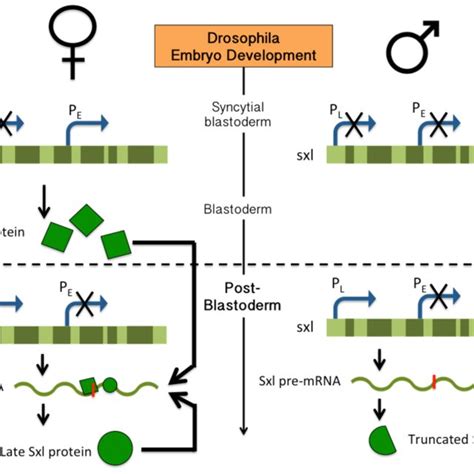 alternative splicing events in sex determination pathway
