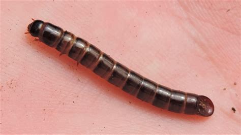 maryland  strange beetle larva   weird flattened final segment rwhatsthisbug