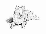 Coloring Collie Pages Breed Dog Rough Haired Long sketch template