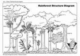 Rainforest Habitat Layers Rainforests Ecosystem Daintree Biomes Bosques Bosque Ecosystems Strata Cuencas Ramas Inundaciones Previenen Almacenan Protegen Asimismo Hidrográficas sketch template