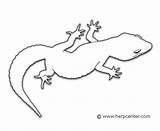 Gecko Designlooter Lizards sketch template