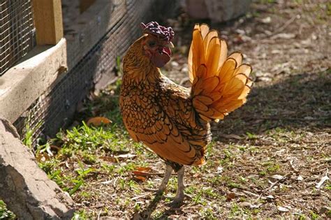 gold sebright rooster sebright club of australia incorp