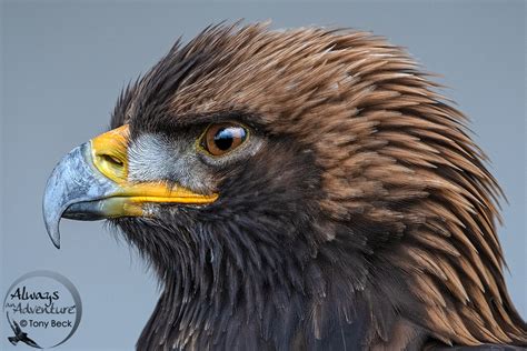 golden eagle  bald eagle photonews magazine