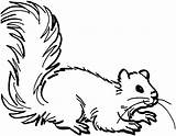 Squirrel Coloring Pages Flying Clipart Cliparts Template Library Northern Sketch Kids sketch template