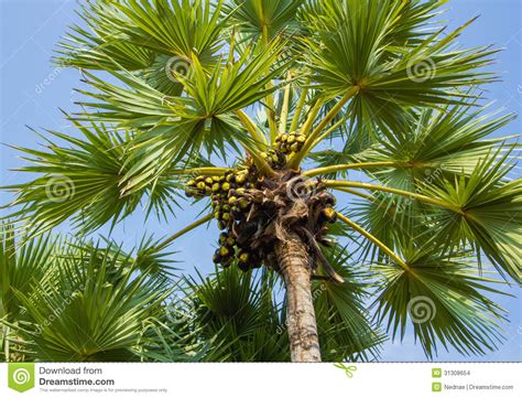 sugar palm tree stock images image