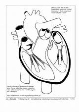 Vein sketch template