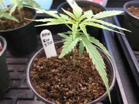 what s the best way to identify male hemp seedlings lab manager