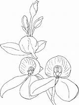Orchid Coloring Pages Flower Printable Line Drawing Getcolorings Color Getdrawings sketch template