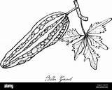 Bitter Gourd Sketch Hand Stock Vegetable Illustration Balsam Alamy Pear Herb Drawn Delicious Fresh Apple sketch template