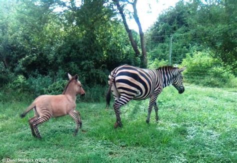 geboren een zezel een zeldzame kruising tussen een zebra en een ezel foto destentornl