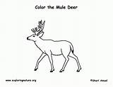 Deer Coloring Mule Pages Printing Popular Coloringhome sketch template