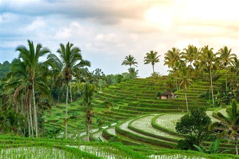 The Best Bali Rice Fields To Visit Secret Iconic And New Picks Bali S