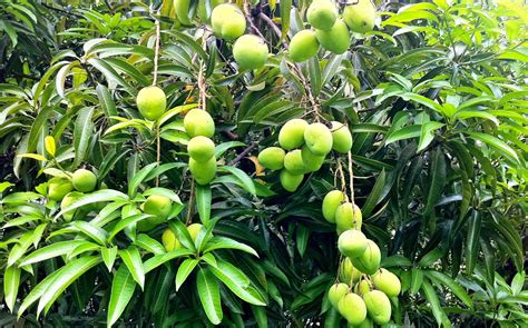 kolar gold fields nostalgia jackfruits mangoes jamlums memories