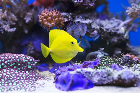 maintain  healthy  happy saltwater fish tank aquatics world