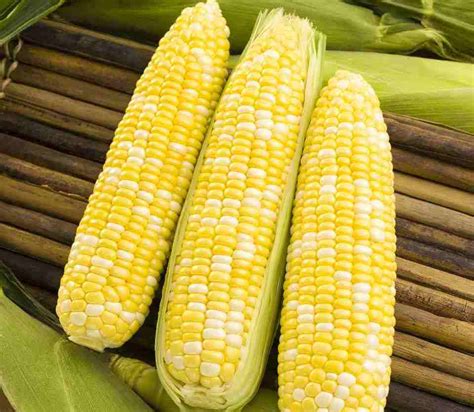 sweet corn varieties     growing produce