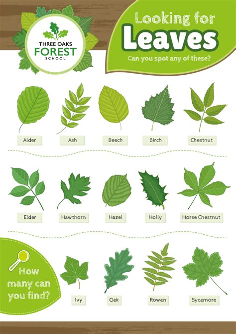 tree leaf identification sign perfect  nature areas forest schools