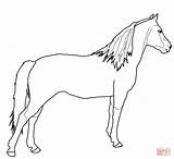 Coloring Pages Horse Morgan Drawing Printable Quarter Getcolorings Head sketch template