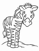 Zebra Coloring Pages Print Cute Baby Kids Zebras Printable Preschool Color Colouring Cartoon Animal Cliparts Clipart Coloring4free Clip Drawing Theme sketch template