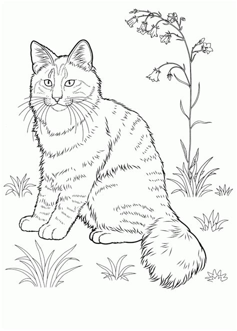 cat coloring pages  adults  coloring pages  kids dog
