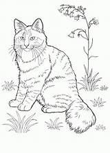 Cat Coloring Pages Adults Colouring Choose Board Realistic sketch template