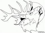 Elk Coloring Pages Head Drawing Deer Printable Moose Print Line Bull Easy Buck Clip Tailed Drawings Adult Clipart Face Hunting sketch template