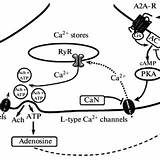 Adenosine Receptors Illustrating Involvement Calcium Subtypes Regulation Mediator sketch template