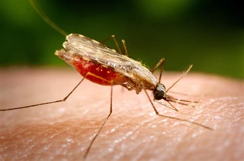 picture  close photograph shows anopheles minimus mosquito