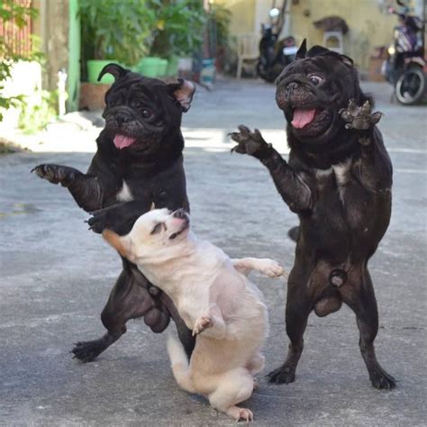 pug dance party rdog