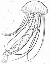 Medusa Jellyfish Meduse Disegnidacolorare Stencils Bujo Ius Hairstylesday sketch template