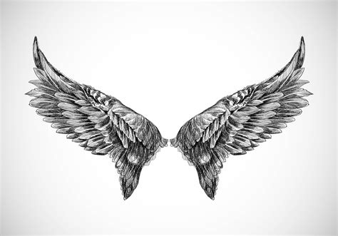 hand drawn bird wing sketch design  vector art  vecteezy