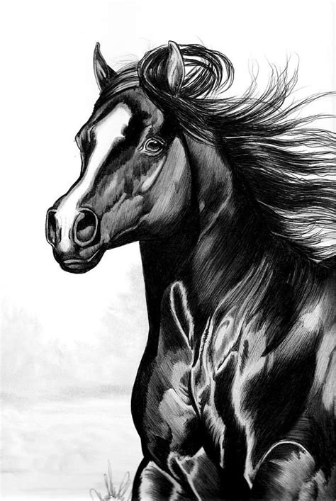 shading   horse  bic   cheryl poland horses horse drawings friesian horse art