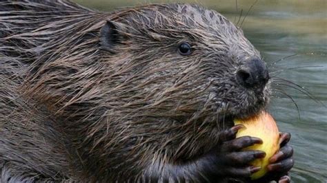 return   european beaver natures engineer jguru