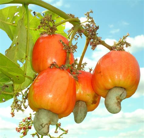 mahesh cashew cashew nut processing  overview