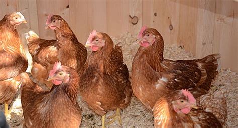 Planning To Start Raising Poultry