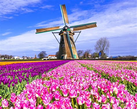 Super Tulip Bike And Barge Tour Netherlands Tripsite