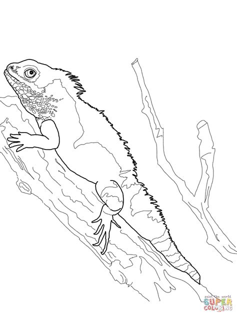 bearded dragon coloring page  printable coloring pages coloring
