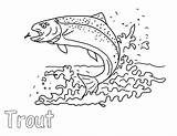 Apache Trout Insect Eat Coloring Pages sketch template