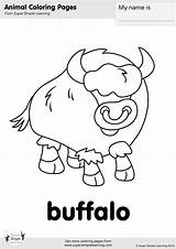 Coloring Buffalo sketch template