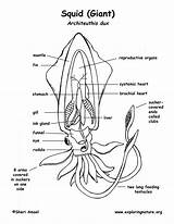 Squid Diagram Coloring Anatomy Labeled Giant Tentacles Body Labeling Cephalopods Support Large Arms Bodies Nature Basic Exploringnature Features Ventral Sponsors sketch template