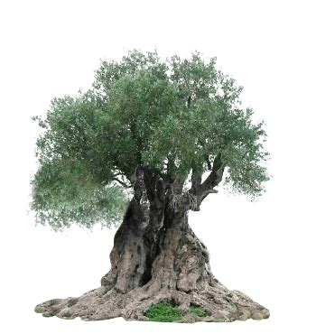 national tree  israel keren kayemeth leisrael kkl jnf