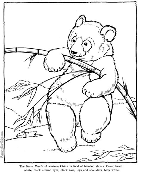 giant panda coloring pages zoo animals
