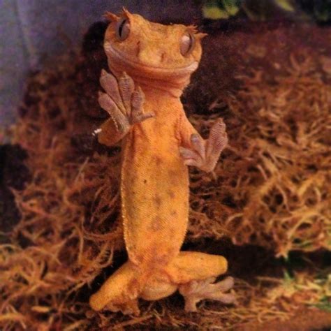 bowzer the crested gecko my cresty loves pinterest