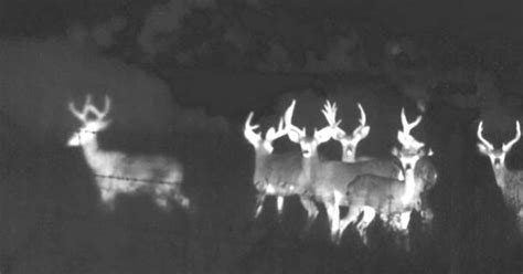 thermal imaging cameras   deer management teledyne flir